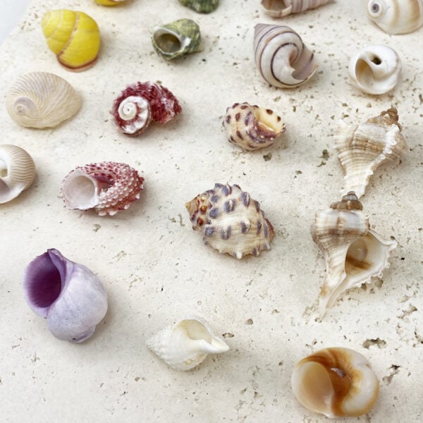 Hermit Crab Shells Small size
