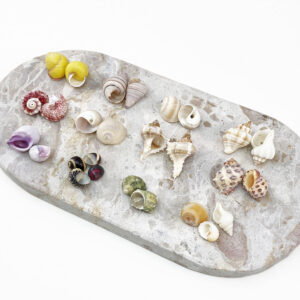 Hermit Crab Shells Small size