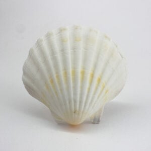 Pecten Maximus White Scallop shells
