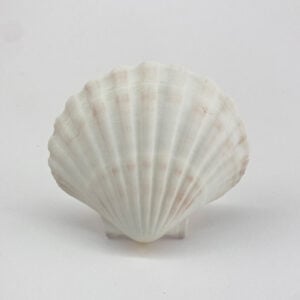 Pecten Maximus White Scallop shells