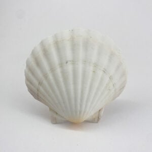 Pecten Maximus White Scallop shells