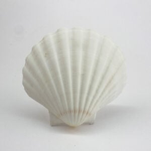 Pecten Maximus White Scallop shells