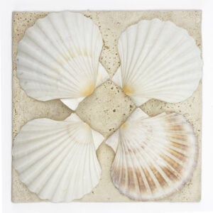 Pecten Maximus White Scallop shells