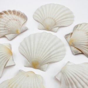 Pecten Maximus White Scallop shells
