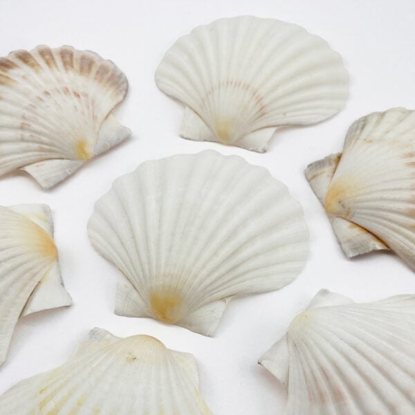 Pecten Maximus White Scallop shells