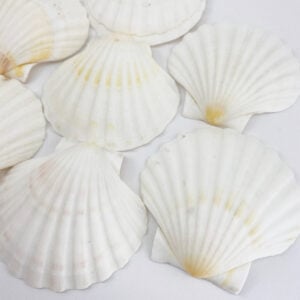 Pecten Maximus White Scallop shells