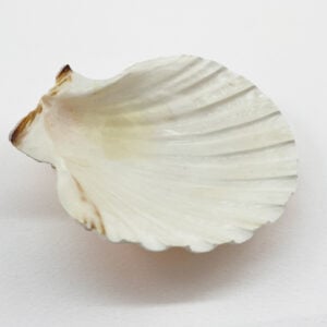 Pecten Maximus White Scallop shells