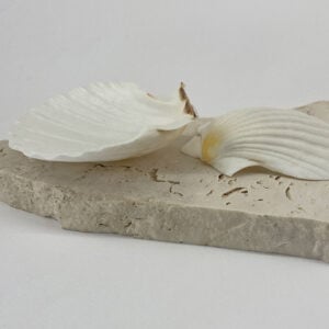 Pecten Maximus White Scallop shells