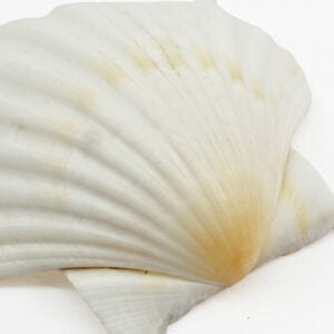 Pecten Maximus White Scallop shells