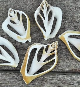 Strombus Canarium Sliced Sea Shells