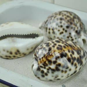 Cypraea tigris - tiger cowrie brown and cream spots