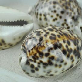 Cypraea tigris - tiger cowrie brown and cream spots