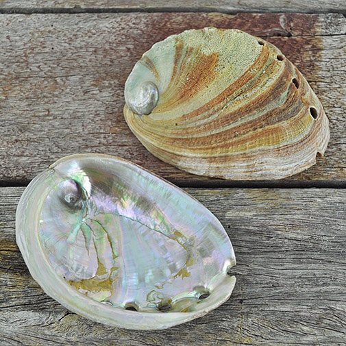 Abalone - Haliotis rufescens medium