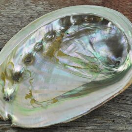 Abalone - Haliotis rufescens medium