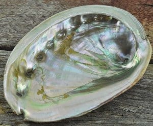 Abalone - Haliotis rufescens medium