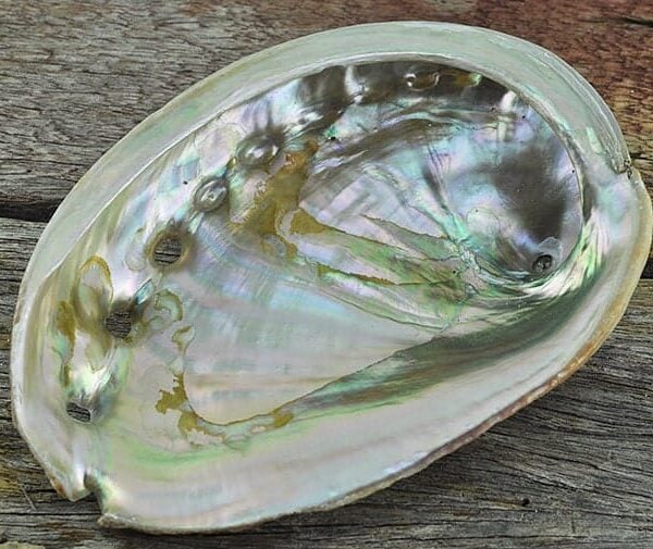 Abalone - Haliotis rufescens medium