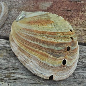 Abalonre - Haliotis rufescens medium
