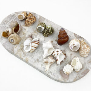 Hermit Crab Shells Medium size
