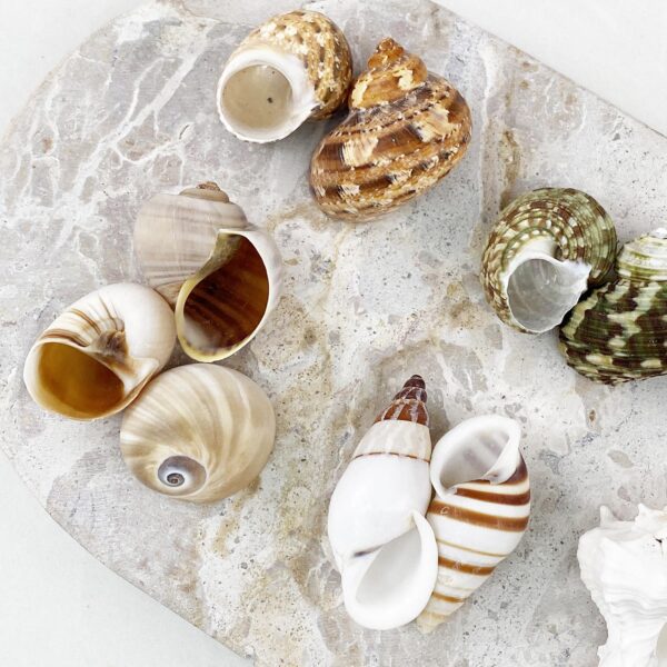 Hermit Crab Shells Medium size
