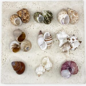 Hermit Crab Shells Medium size