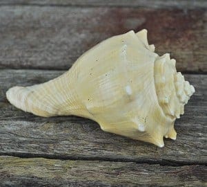 Heavy cream apricot conch