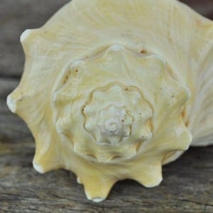 Heavy cream apricot conch