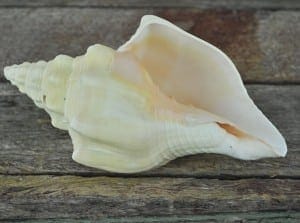 Heavy Conch cream apricot
