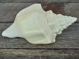 Turbinella Shell pale cream