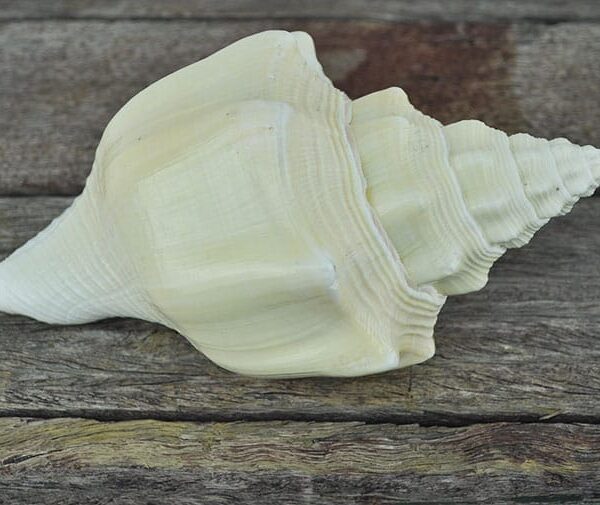 Turbinella Shell pale cream