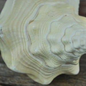 Turbinella shell pale cream