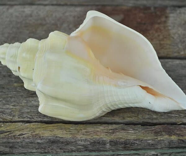 Pale cream conch (Turbinella angulata)