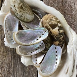 Abalone Haliotis Asinina natural