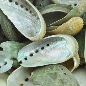Haliotis (Abalone) green with pearl inside