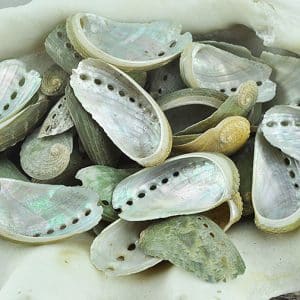 Haliotis (Abalone) green with pearl inside