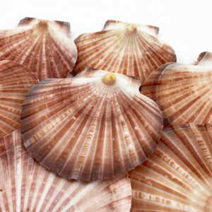 Pecten Fumatus flat half