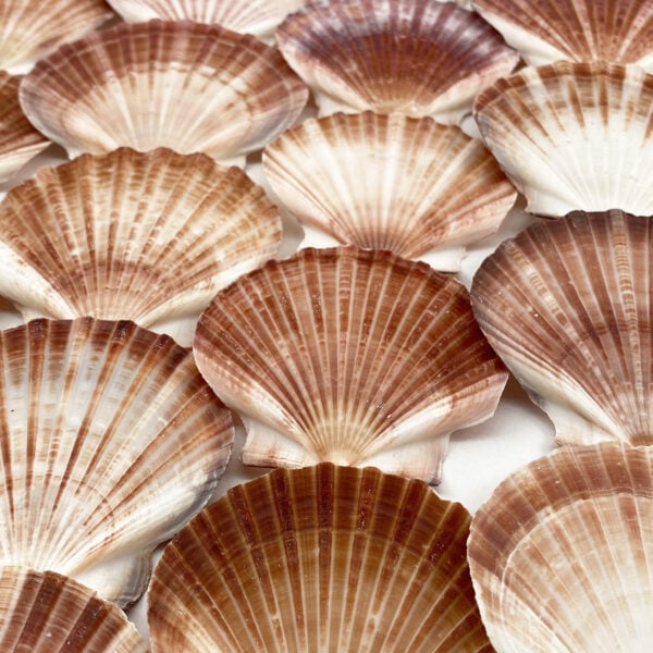 Pecten Fumatus flat half