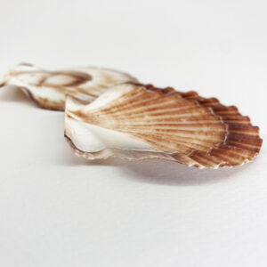 Pecten Fumatus flat half