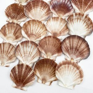 Pecten Fumatus flat half