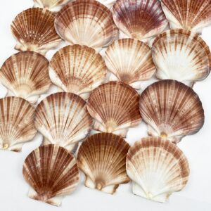 Pecten Fumatus flat half