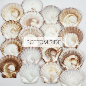 Pecten Fumatus flat half