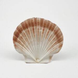 Pecten Fumatus flat half