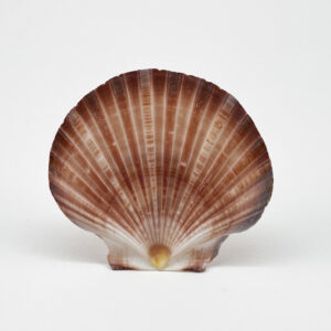 Pecten Fumatus flat half