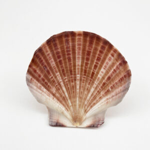 Pecten Fumatus flat half