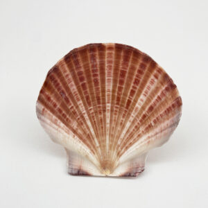 Pecten Fumatus flat half