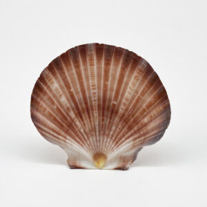 Pecten Fumatus flat half