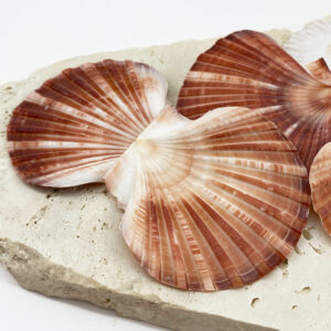 Pecten Fumatus flat half