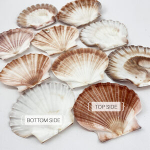 Pecten Fumatus flat half