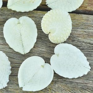 White Heart cockle