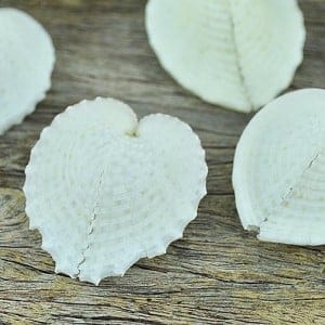 White Heart cockle