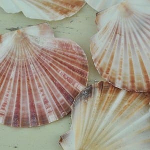 Flat Australian Scallop half
